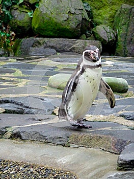 Humboldt penguin (Spheniscus humboldti