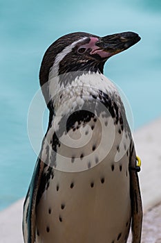 Humboldt penguin (spheniscus humboldti