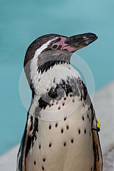 Humboldt penguin (spheniscus humboldti