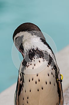 Humboldt penguin (spheniscus humboldti