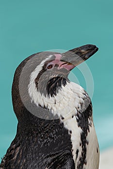 Humboldt penguin (spheniscus humboldti