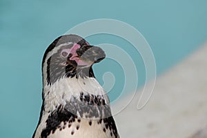 Humboldt penguin (spheniscus humboldti