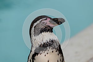 Humboldt penguin (spheniscus humboldti