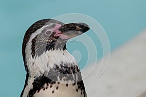 Humboldt penguin (spheniscus humboldti