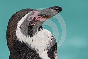 Humboldt penguin (spheniscus humboldti