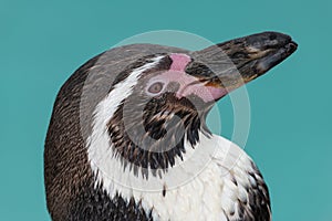 Humboldt penguin (spheniscus humboldti