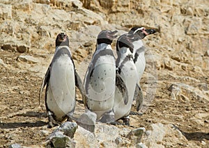 Humboldt Penguin, Spheniscus humboldti