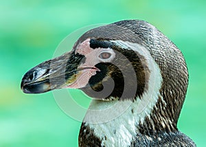 Humboldt Penguin (Spheniscus humboldti)