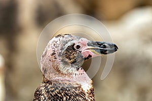 Humboldt Penguin (Spheniscus humboldti)