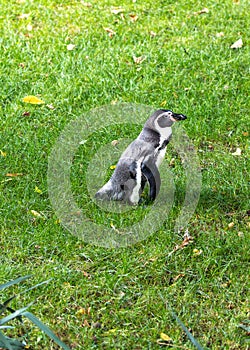 Humboldt Penguin (Spheniscus humboldti)