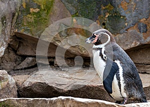 Humboldt Penguin (Spheniscus humboldti)