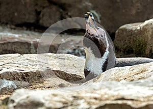 Humboldt Penguin (Spheniscus humboldti)