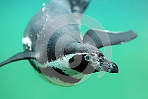 Humboldt penguin, Spheniscus humboldti