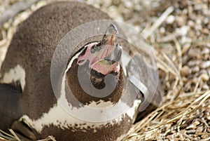 Humboldt Penguin - Spheniscus humboldti