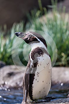 Humboldt Penguin (Spheniscus humboldti)