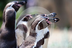 Humboldt Penguin (Spheniscus humboldti)