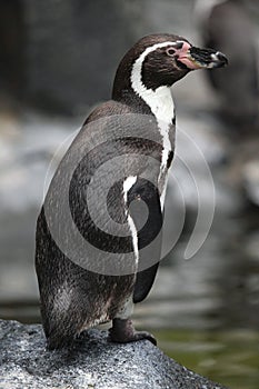 Humboldt penguin (Spheniscus humboldti).