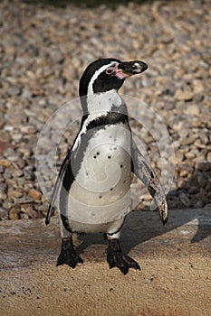 Humboldt penguin (Spheniscus humboldti).