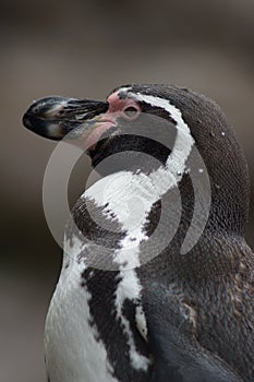 Humboldt Penguin - Spheniscus humboldti