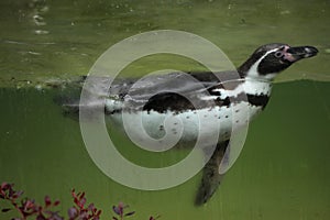 Humboldt penguin Spheniscus humboldti.