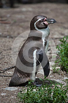 Humboldt penguin Spheniscus humboldti