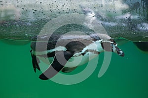 Humboldt penguin Spheniscus humboldti