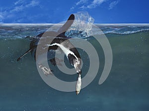 Humboldt Penguin, spheniscus humboldti, Adult fishing