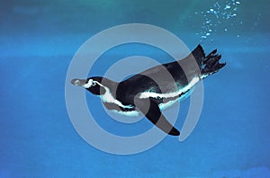 HUMBOLDT PENGUIN spheniscus humboldti, ADULT SWIMMING UNDERWATER