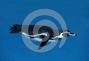 HUMBOLDT PENGUIN spheniscus humboldti, ADULT SWIMMING, UNDERWATER VIEW