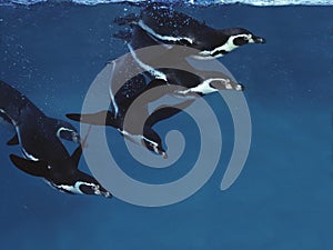 Humboldt Penguin, spheniscus humboldti, Adults swimming under water