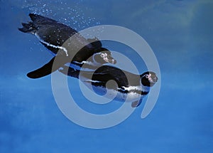 Humboldt Penguin, spheniscus humboldti, Adults swimming under water