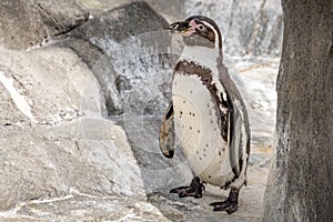 A Humboldt penguin Spheniscus humboldti also called Peruvian Penguin or Patranca on the rocks of a cliff