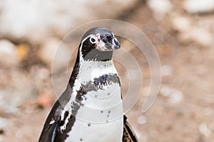 Humboldt penguin Spheniscus humboldti also called Peruvian Penguin or Patranca on the rocks of a cliff