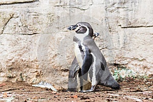 Humboldt penguin Spheniscus humboldti also called Peruvian Penguin or Patranca on the rocks of a cliff