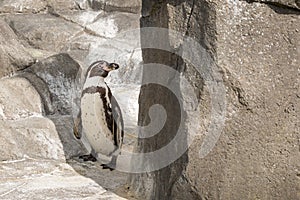 A Humboldt penguin Spheniscus humboldti also called Peruvian Penguin or Patranca on the rocks of a cliff