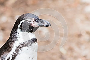 Humboldt penguin (Spheniscus humboldti) also called Peruvian Penguin or Patranca on the rocks of a cliff