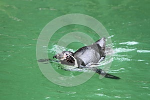 Humboldt penguin