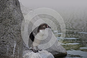 The Humboldt Penguin, Spheniscus humboldti also termed Peruvian penguin, or patranca is a South American penguin that breeds in