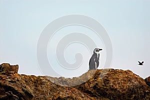 Humboldt Penguin Spheniscus humboldti alson known as Peruvian Penguin or Patranca