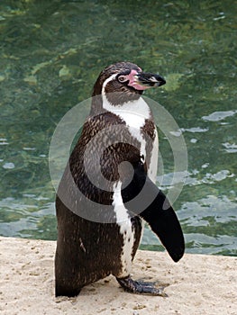 Humboldt penguin Spheniscus humboldti full length