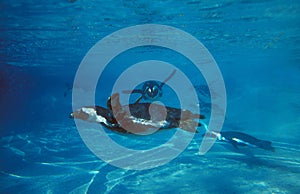 Humboldt Penguin, spheniscus humboldti, Group underwater