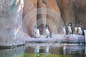 The Humboldt penguin (Spheniscus humboldti) is a medium-sized penguin