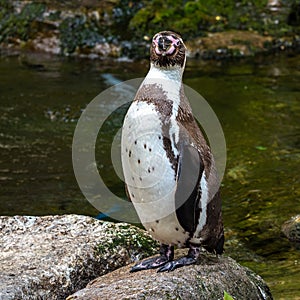 Humboldt Penguin, Spheniscus humboldti in a park