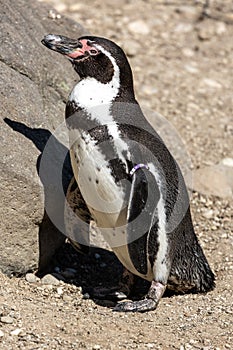 Humboldt Penguin, Spheniscus humboldti in a park