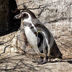 Humboldt Penguin, Spheniscus humboldti in a park