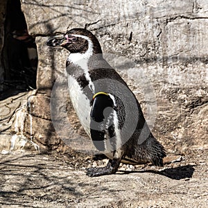 Humboldt Penguin, Spheniscus humboldti in a park