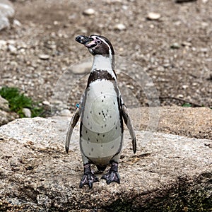 Humboldt Penguin, Spheniscus humboldti in a park