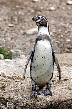 Humboldt Penguin, Spheniscus humboldti in a park