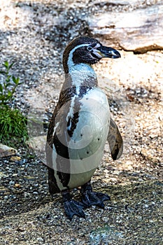 Humboldt Penguin, Spheniscus humboldti in a park