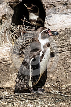 Humboldt Penguin, Spheniscus humboldti in a park